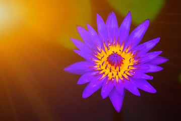 Lotus purple bloom beautiful