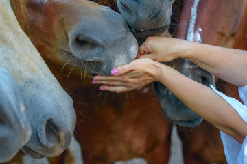 Obraz premium The girl feeds the horse with apples