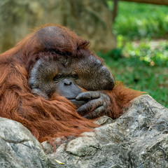 Old Orangutan