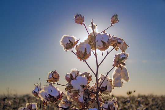 blooming cotton in Arizona 