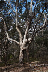Eukalyptenwald bei Barmouth in New South Wales in Australien