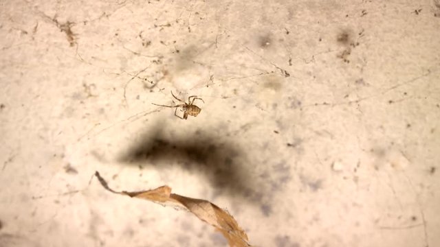 Closeup of a spider. Spider is walking throught the web,