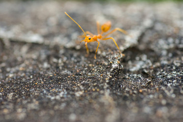An ant walk on a concrete floor looking like a food.
