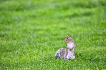 curious squirrel