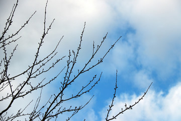 Top branches of trees without leaves on blue sky and white cloud background. Fall from the tree in autumn after Leaves color change.