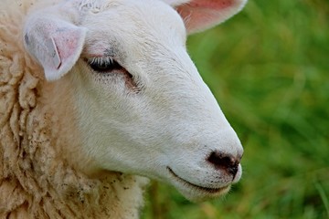 Kopf eines Schafs auf der Weide