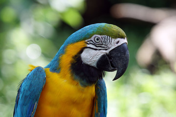 Parrot with good morning air