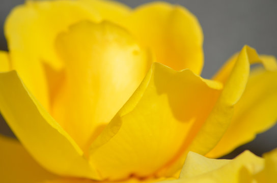 Friendship blooms every day