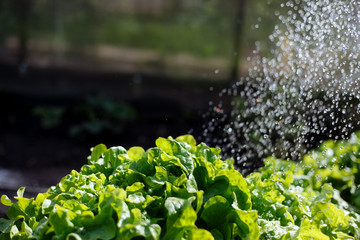 Green salad in the garden, with splashes of water, close-up.