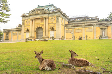 Two wild deer sitting on the grass in front of National Museum of Nara in Nara, Japan. The park of Nara is a public park where over 1,200 wild sika rotates freely and are considered a natural monument