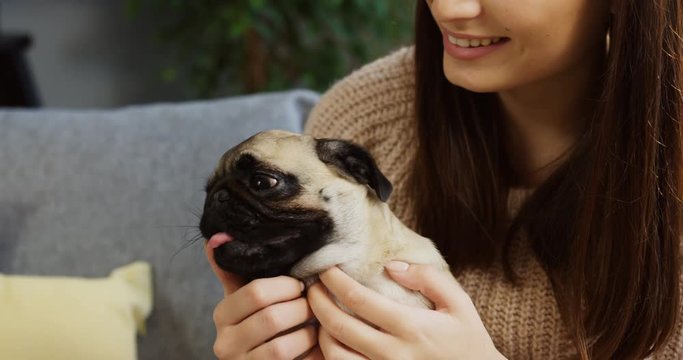 Close up of a cute little pug pet sitting in the woman's hands which stroking it on the couch background. Indoors