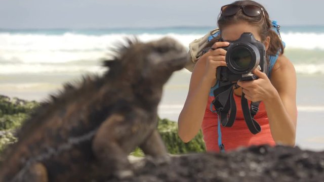 Wildlife photographer and tourist on Galapagos taking photo of Marine Iguana on Tortuga bay beach. Marine iguana is an endemic species iconic to Galapagos Islands wildlife and nature. Animals, Ecuador