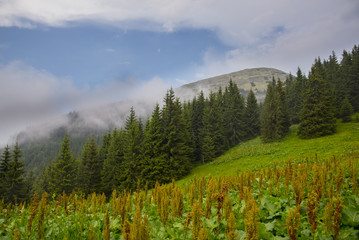 Summer landscape in the Carpathian mountains