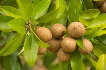 Sapodilla
