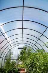 A greenhouse with bushes of tomatoes and peppers, a view from the inside.
