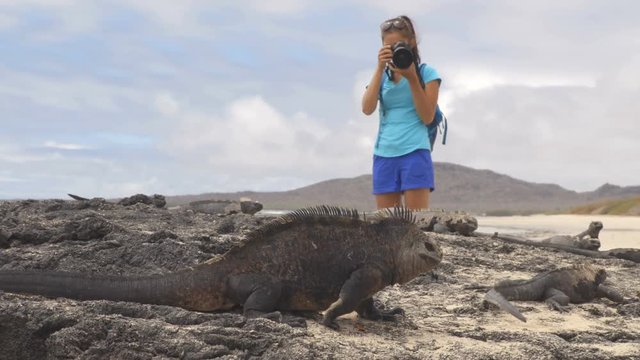Galapagos Iguana and tourist wildlife photographer taking picture. Marine Iguana shaking and bobbing its head walking showing threat and dominance. Marine iguana on Isabela, Galapagos Islands, Ecuador