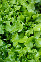 Green salad close-up.
