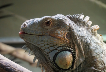 Acquario di Cattolica, Rimini, Italia