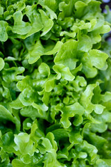 Fototapeta na wymiar Green salad close-up.
