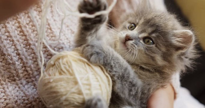 Close up of grey pussycat playing with a ball of white thread in the woman's hands. Small funny cat.