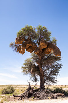 Sociable weaver nests in a tree, South Africa