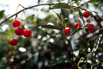 Red, ripe cherry on the branches.