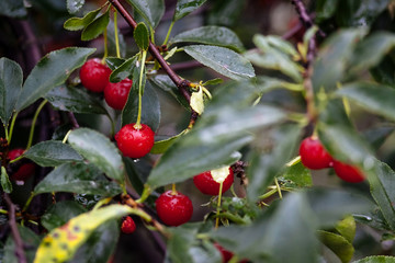 Red ripe cherry on the branches.
