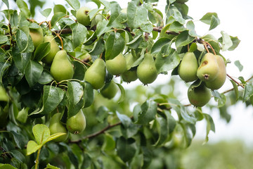 Ripe pears on the branches.