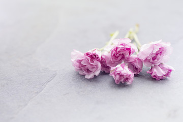 Obraz na płótnie Canvas Small pink flowers on a slate background