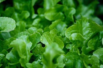Green salad close-up.
