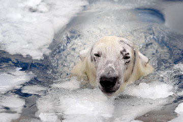 Obraz premium White bear in the sea (Ursus maritimus), Polar bear emerges from under the water