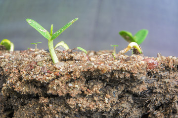 small green plant sprouts growing out of brown soil.