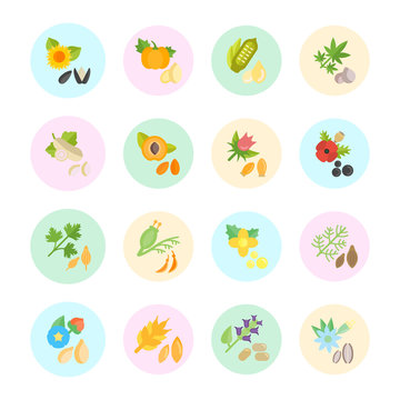 Set Vector Flat Icons of Seeds