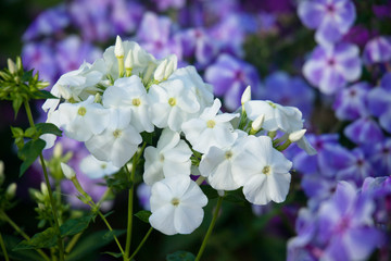 White phlox flowers in the garden