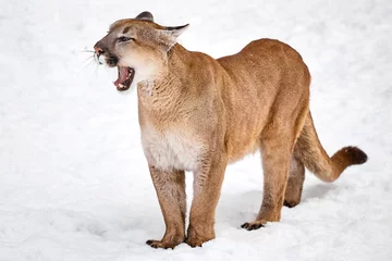 Poster Puma im Wald, einzelne Katze auf Schnee, Tierwelt Amerika © Baranov
