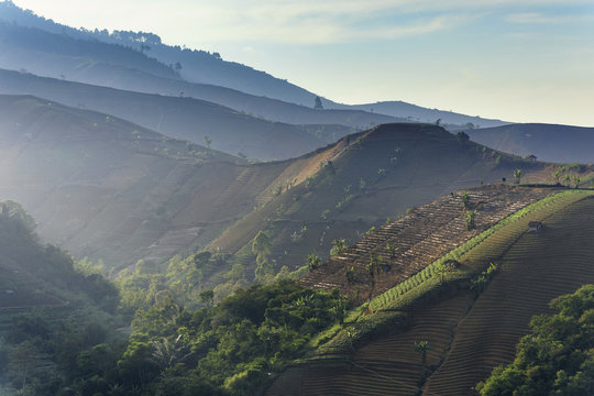 Terraced shallot fields, Argapura, Majalengka, west Java, Indonesia