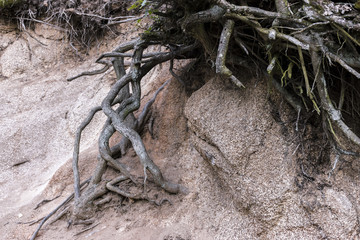 Roots of trees in the forest of La Herreria. San Lorenzo del Escorial