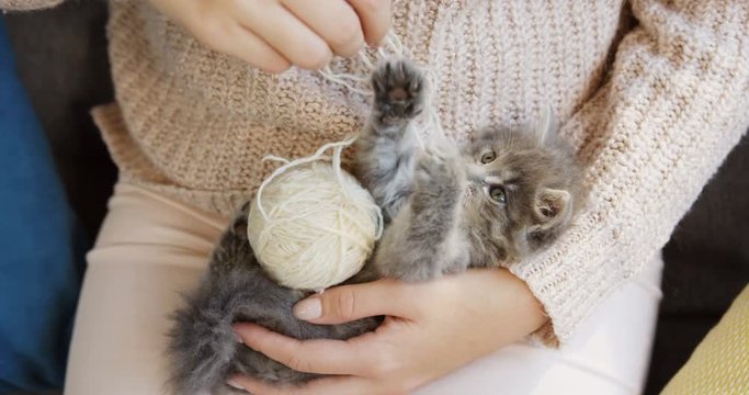 Close up of small funny cat playing with a ball of white thread while lying on the woman's knees. Indoor
