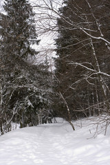downcast landscape in wintry forest