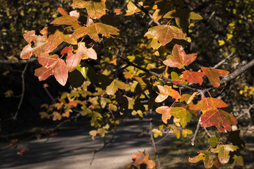 Autumnal view of leaves in the forest