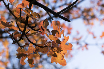 Autumnal view of leaves in the forest