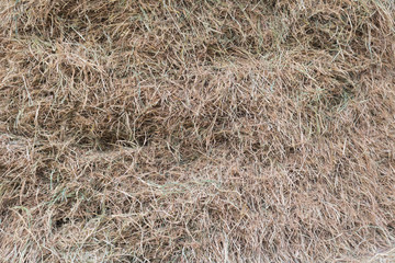 Hay background texture.