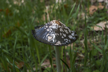 Mushroom in the forest in autumn, La Herreria in San Lorenzo del Escorial