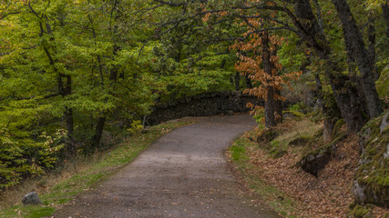 Obraz premium Road in autumn in the forest of La Herreria, San Lorenzo del Escorial