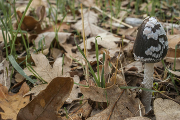 Mushroom in the forest in autumn, La Herreria in San Lorenzo del Escorial