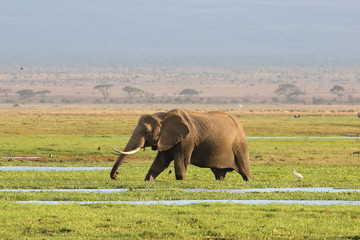 Elefant in Afrika