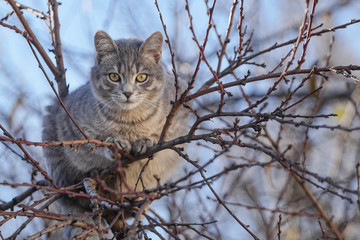 Naklejka na ściany i meble Gray cat on tree branches