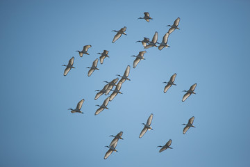 ibis sacro