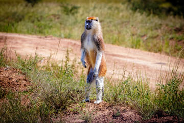 A curious standing patas monkey in the Murchison Falls national park in Uganda. Too bad this place,...