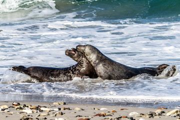 Obraz premium Fight insite breakwater